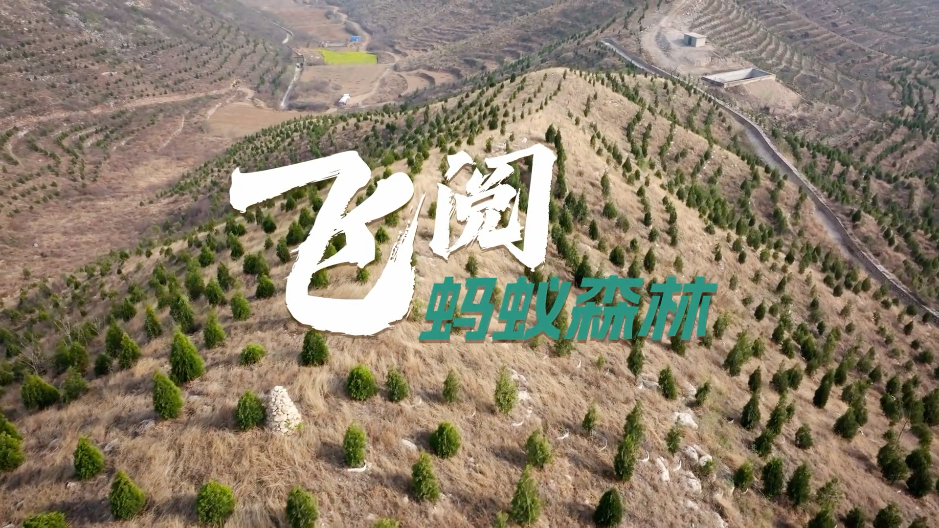 飞阅蚂蚁森林 春种篇 cover