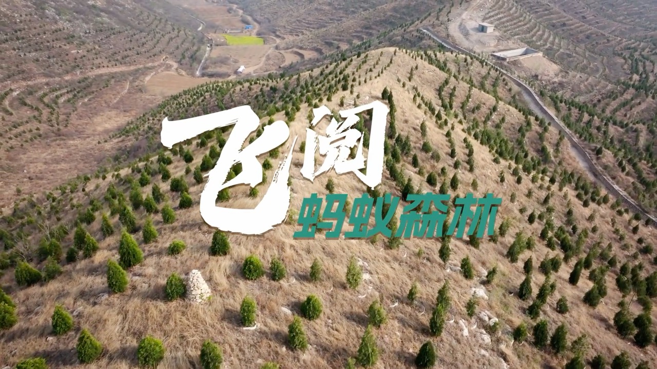 飞阅蚂蚁森林 春种篇 cover